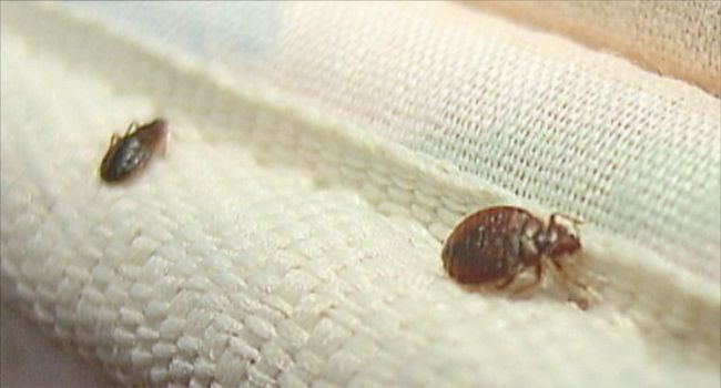 Photo of Best Bed Bug Killer Spray 3/3 by angelalexia