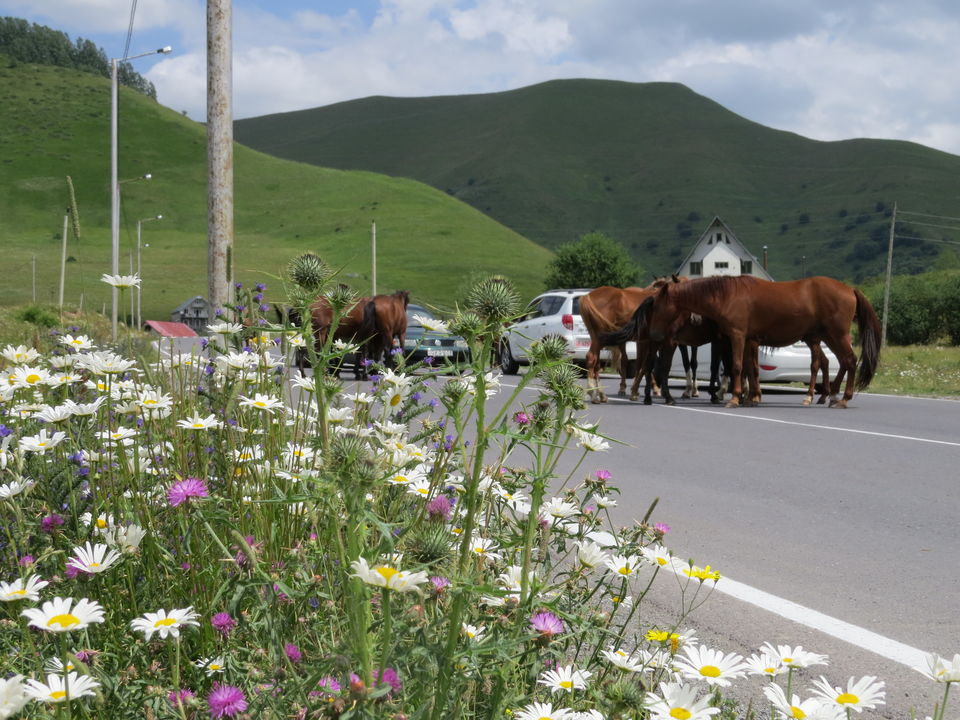 Photo of Discover the hidden gem - Georgia (Saqartvelo, საქართველო) 19/58 by Yukti Art