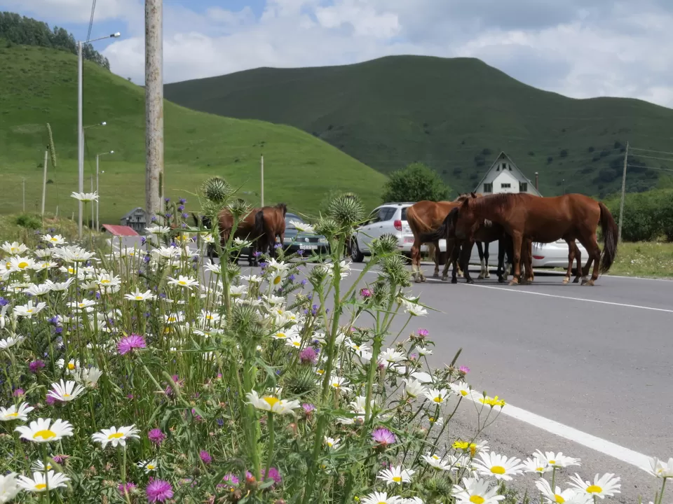 Photo of Mkinvartsveri, Mkinvartsveri, Georgia by Yukti Art