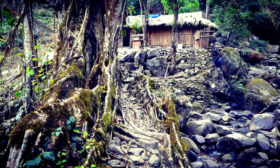 Photo of Home To Double Decker Living Root Bridge - Nongriat Village 17/19 by upasana kakati