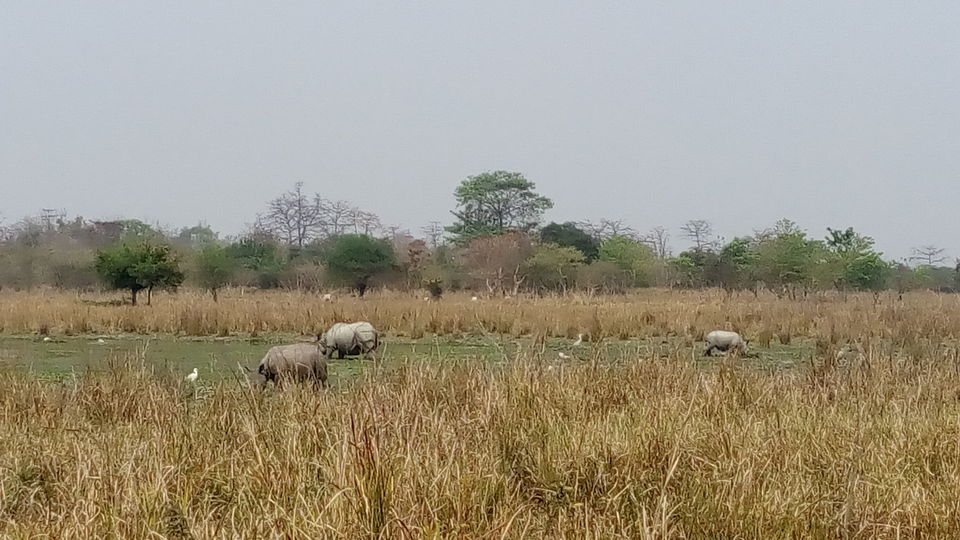 Photo of Crushing On Nature in Pabitora Wildlife Sanctuary, Assam by upasana kakati