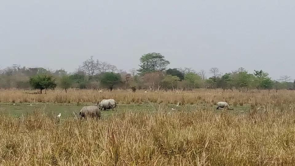 Photo of Crushing On Nature in Pabitora Wildlife Sanctuary, Assam by upasana kakati