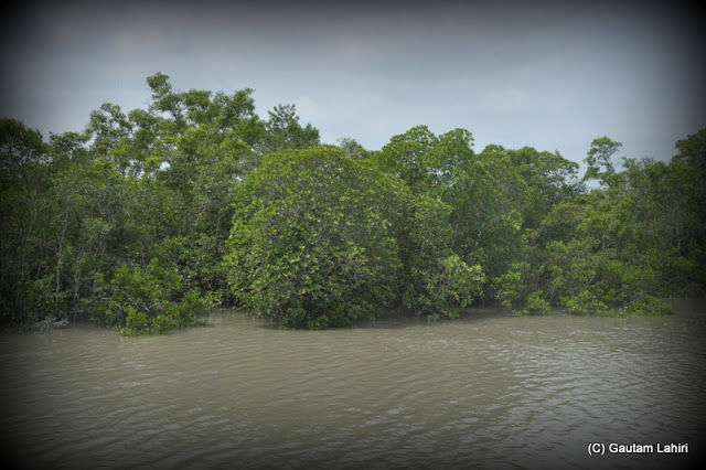 Photo of Sundarbans by Gautam Lahiri