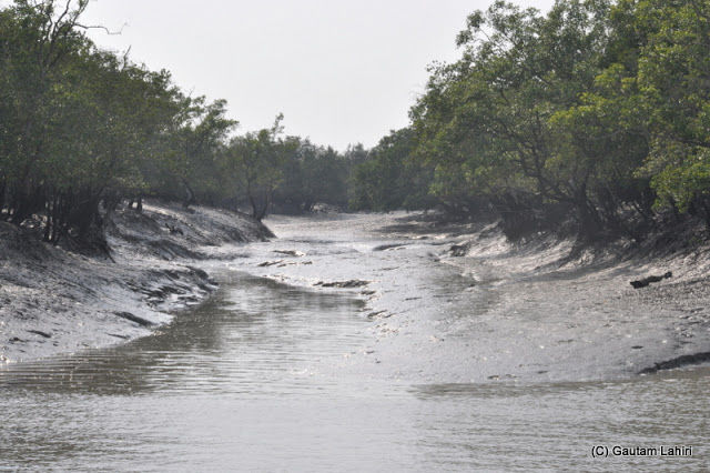 Photo of Sunderbans, nature's most creative and deadliest swamp by Gautam Lahiri