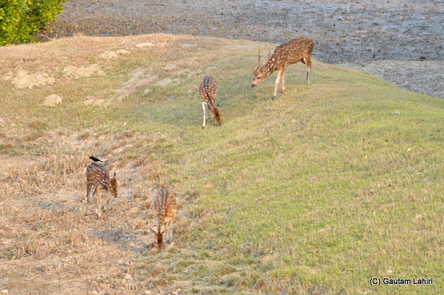 Photo of Sajnekhali, South 24 Parganas, West Bengal, India by Gautam Lahiri