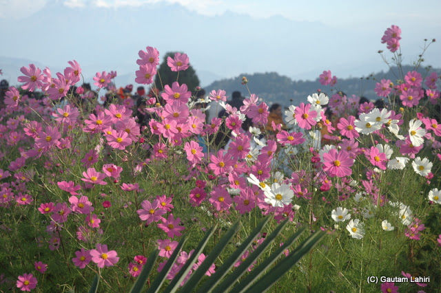Photo of Darjeeling, the enchanting Himalayan Queen by Gautam Lahiri