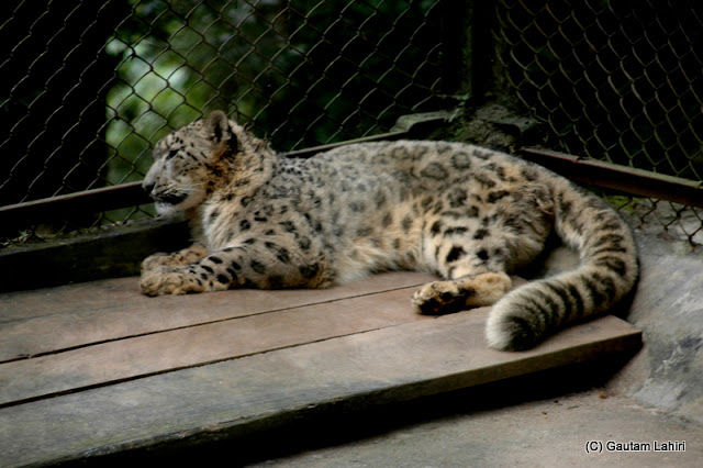 Photo of Zoological Park, Lebong Cart Road, Jawahar Parbat, Darjeeling, West Bengal, India by Gautam Lahiri