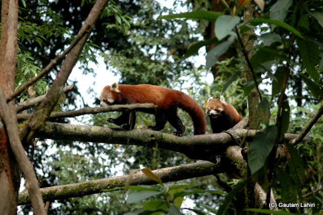 Photo of Zoological Park, Lebong Cart Road, Jawahar Parbat, Darjeeling, West Bengal, India by Gautam Lahiri