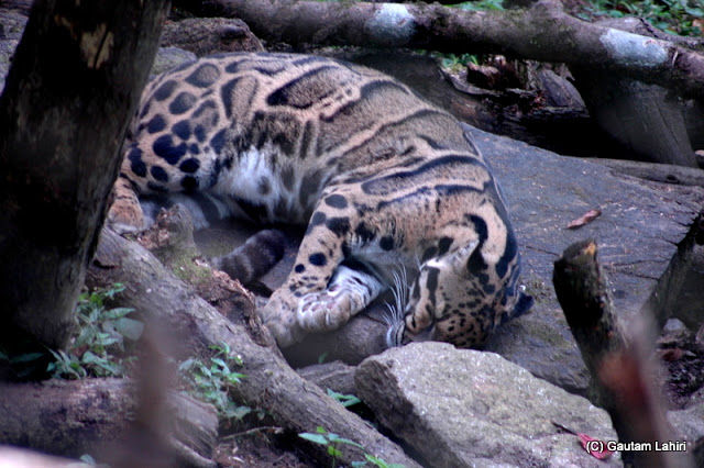 Photo of Zoological Park, Lebong Cart Road, Jawahar Parbat, Darjeeling, West Bengal, India by Gautam Lahiri