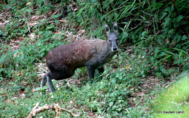 Photo of Zoological Park, Lebong Cart Road, Jawahar Parbat, Darjeeling, West Bengal, India by Gautam Lahiri
