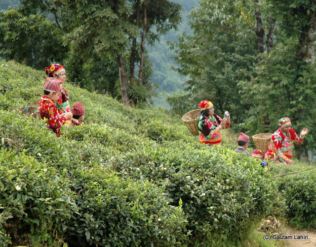 Photo of Darjeeling, the enchanting Himalayan Queen by Gautam Lahiri