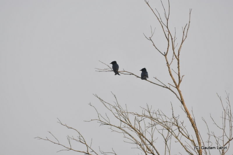 Photo of Sunderbans, nature's most creative and deadliest swamp by Gautam Lahiri