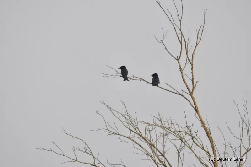 Photo of Sunderbans, nature's most creative and deadliest swamp by Gautam Lahiri