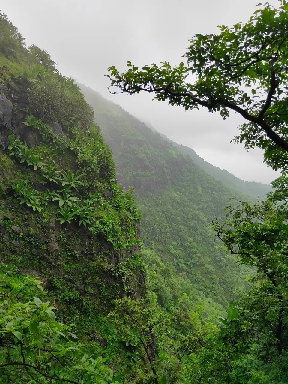 Photo of Day trip to Toranmal by rohan kale