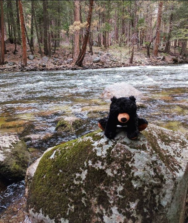 Photo of Yosemite Wonderland by Alyssa Marie Jones