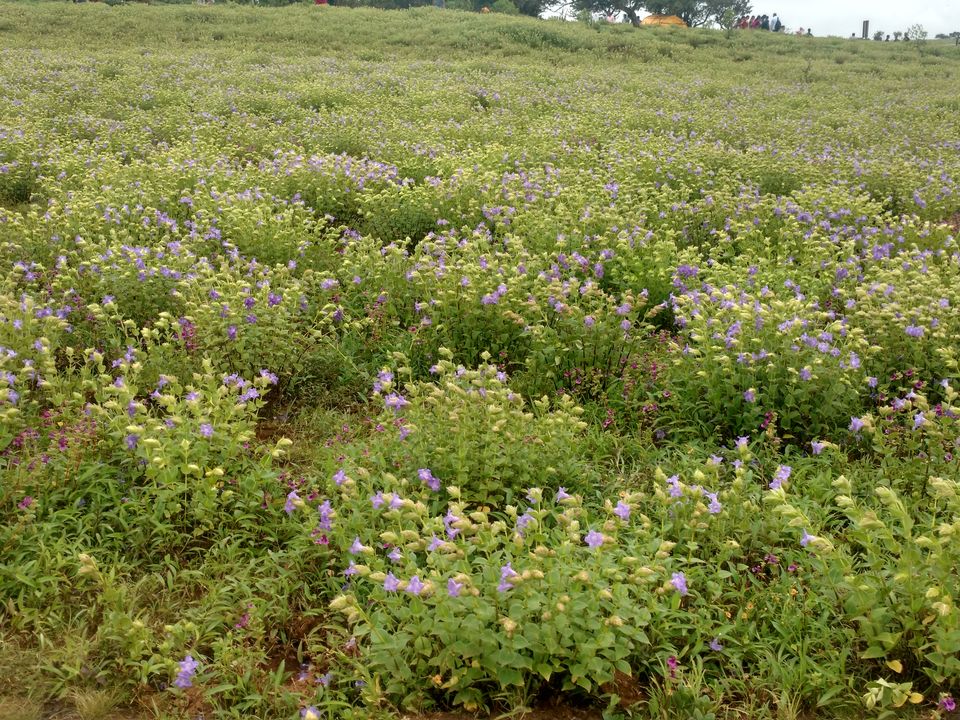 Photo of Kaas- an infinite meadow of flowers! by Rachel Chari