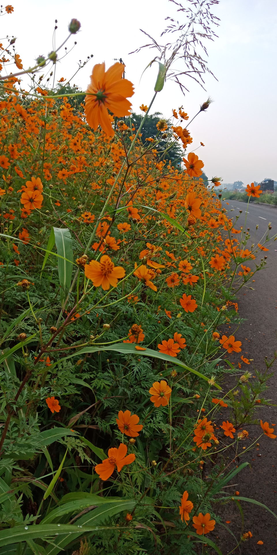 Photo of A Solo Ride to Pune-Wai-Panchgani-Mahableshwar-Tapola-Pune #motorcyclediaries 1/2 by Akshay Kokare