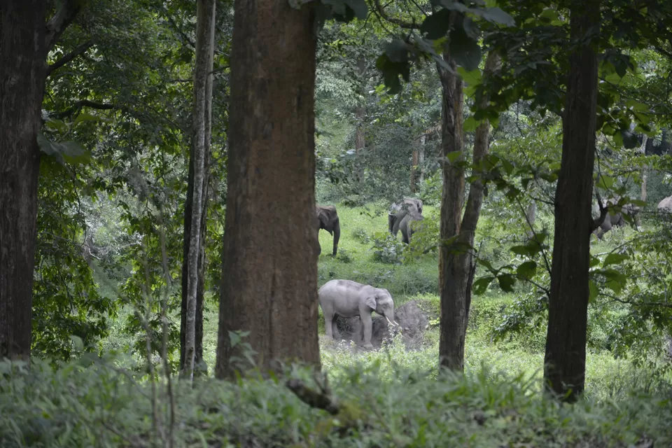 Photo of Top Slip (Pollachi), Coimbatore, Tamil Nadu 642133, India by lionie francica V