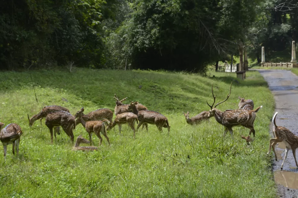 Photo of Top Slip (Pollachi), Coimbatore, Tamil Nadu 642133, India by lionie francica V