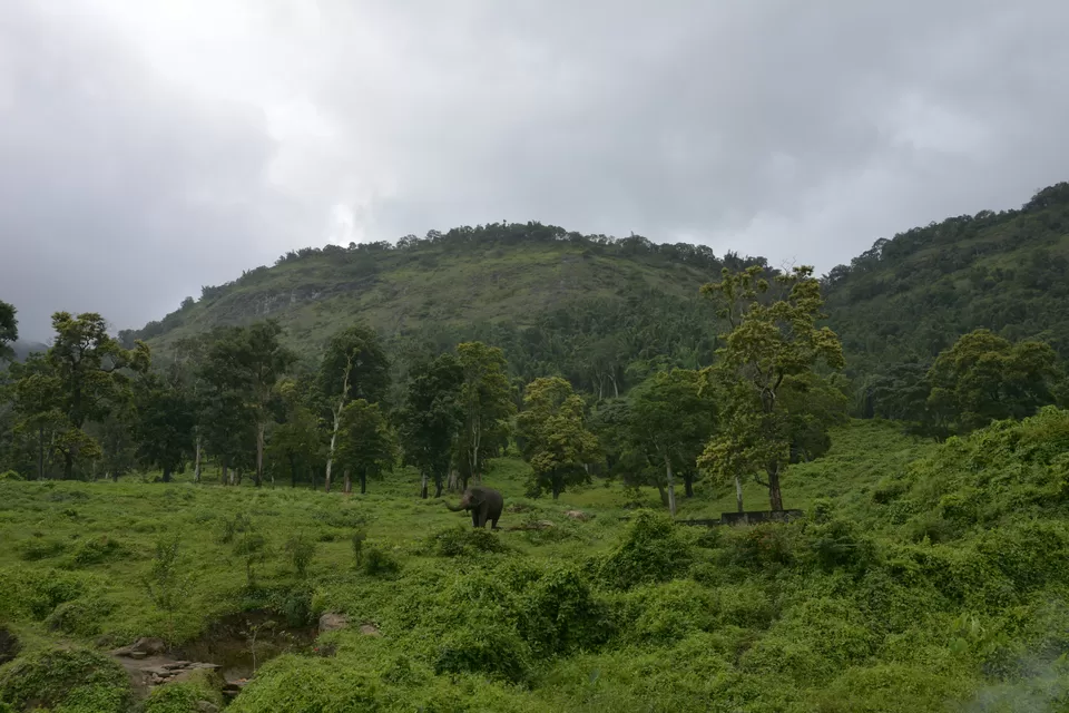 Photo of Top Slip (Pollachi), Coimbatore, Tamil Nadu 642133, India by lionie francica V