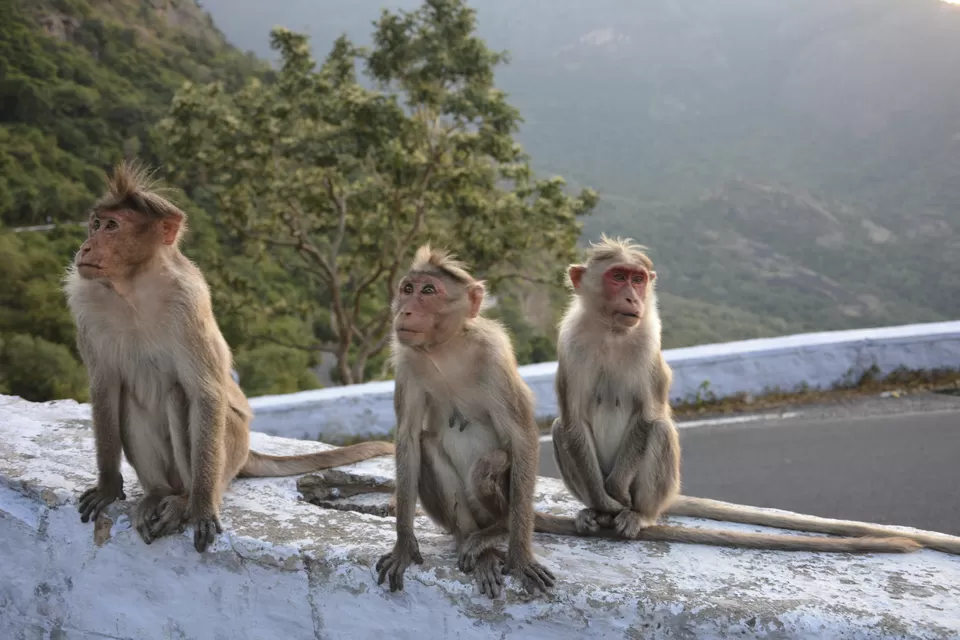 Photo of Top Slip (Pollachi), Coimbatore, Tamil Nadu 642133, India by lionie francica V