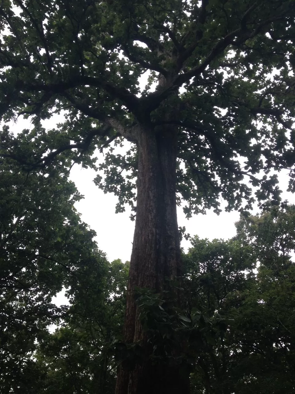 Photo of Parambikulam Tiger Reserve, Thunakadavu, Pollachi, Chittu, Kerala 678661, India by lionie francica V