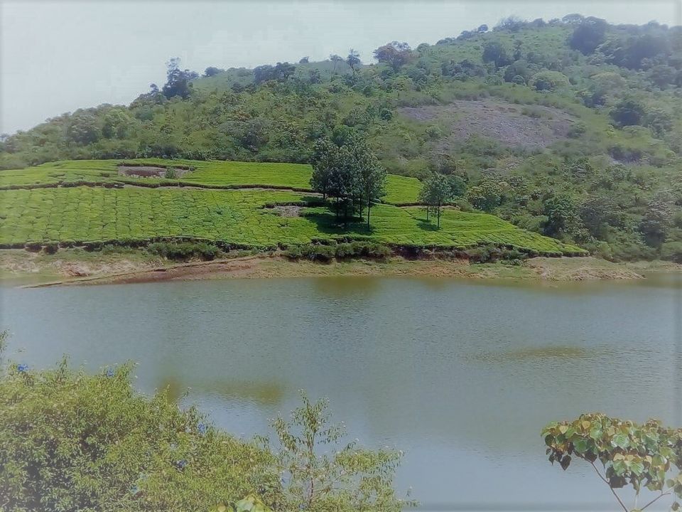 Photo of Traverse through the rugged Roads of Megamalai… 6/8 by lionie francica V