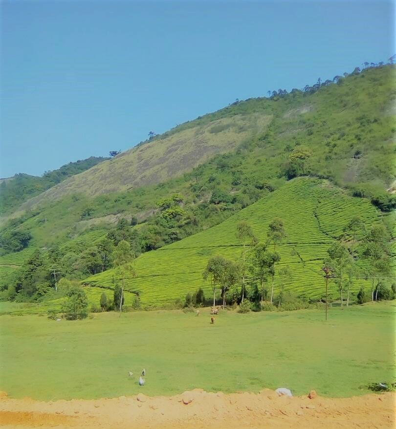 Photo of Traverse through the rugged Roads of Megamalai… 7/8 by lionie francica V