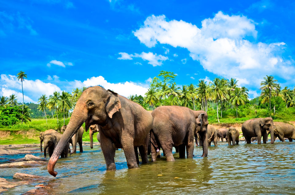 Photo of 15 Compelling Reasons For You to Choose Sri Lanka Over Any Other Location this Year! 11/16 by Tanushree Patwa