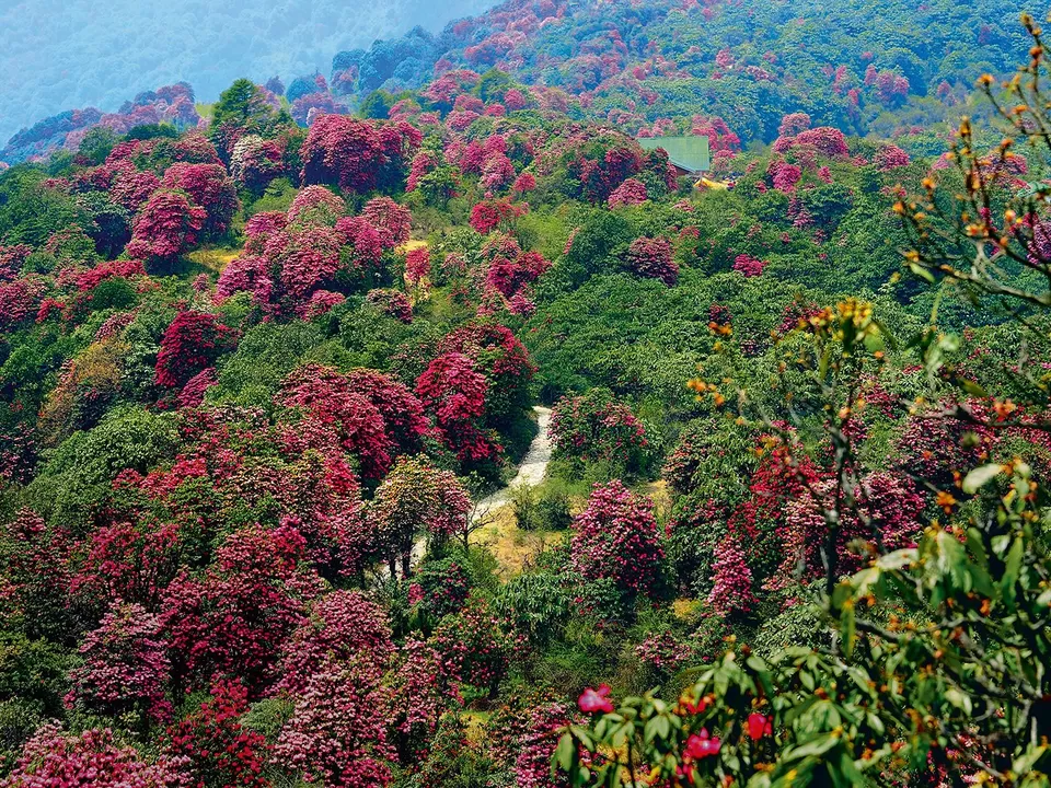 Photo of Barsey Rhododendron Sanctuary, West Sikkim, Sikkim, India by Tanushree Patwa