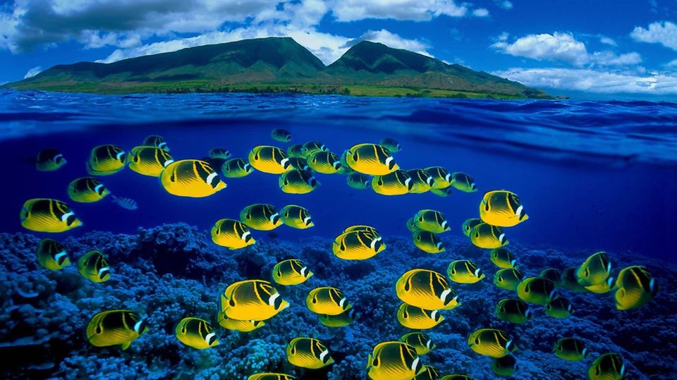 Photo of Maui, Hawaii, United States by Tanushree Patwa