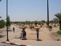 Photo of 4 Days in Marrakech, Morocco by liferidingshotgun
