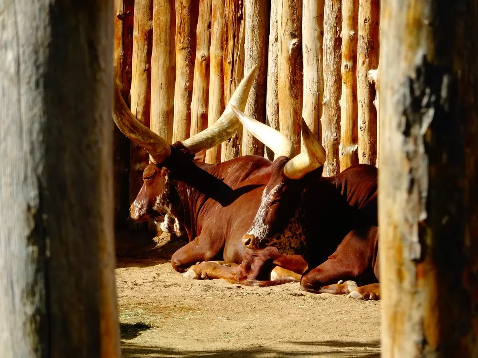 Photo of Albuquerque Zoo, 10th Street Southwest, Albuquerque, NM, United States by liferidingshotgun