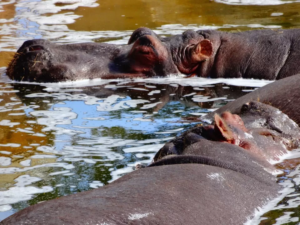 Photo of Albuquerque Zoo, 10th Street Southwest, Albuquerque, NM, United States by liferidingshotgun