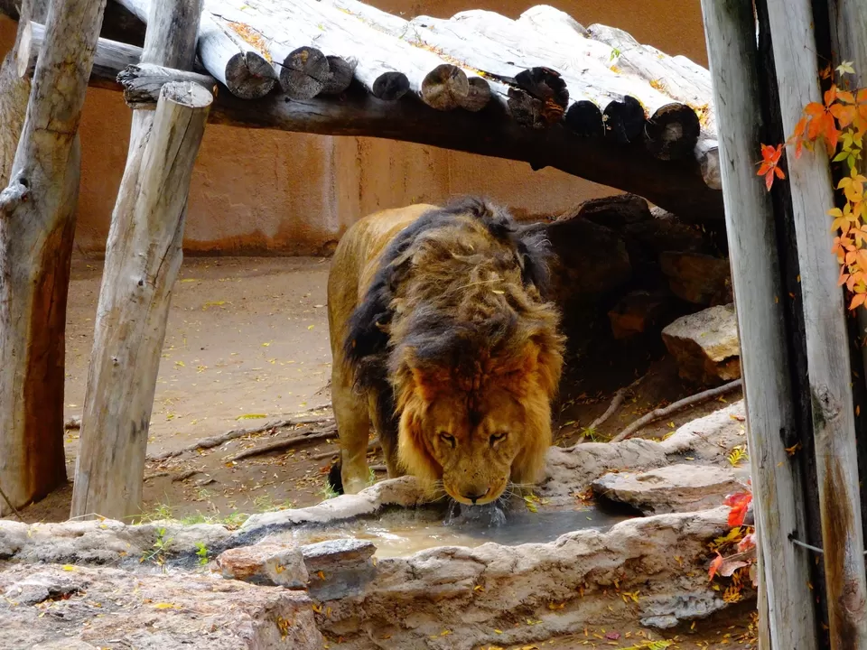 Photo of Albuquerque Zoo, 10th Street Southwest, Albuquerque, NM, United States by liferidingshotgun