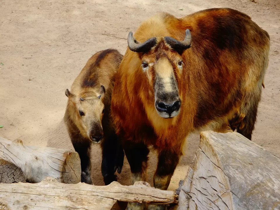 Photo of Albuquerque Zoo, 10th Street Southwest, Albuquerque, NM, United States by liferidingshotgun
