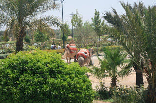 Photo of 4 Days in Marrakech, Morocco by liferidingshotgun