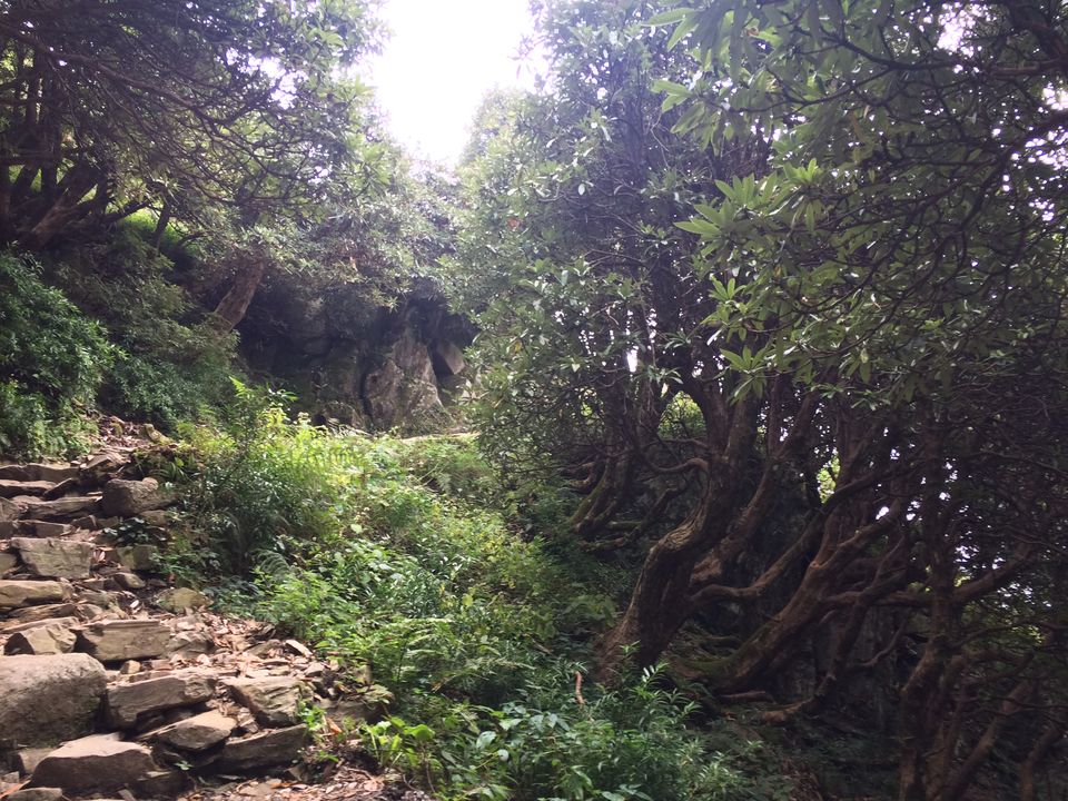 Photo of Why Triund is Great for First Time Trekkers by shruti badyal