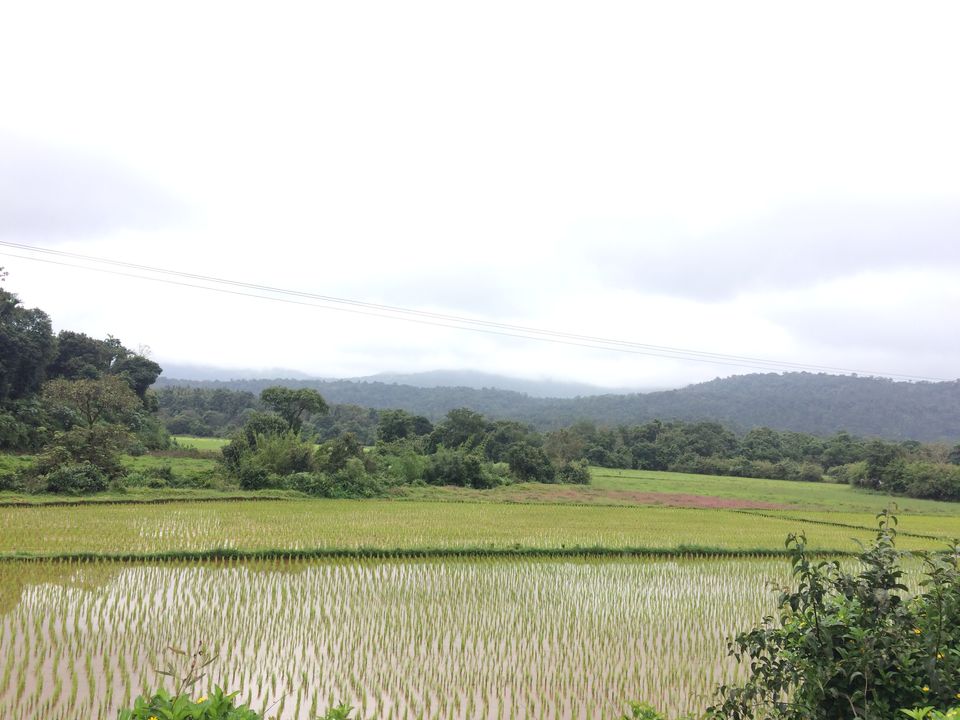 Photo of What They Don't Tell You About Coorg! by shruti badyal