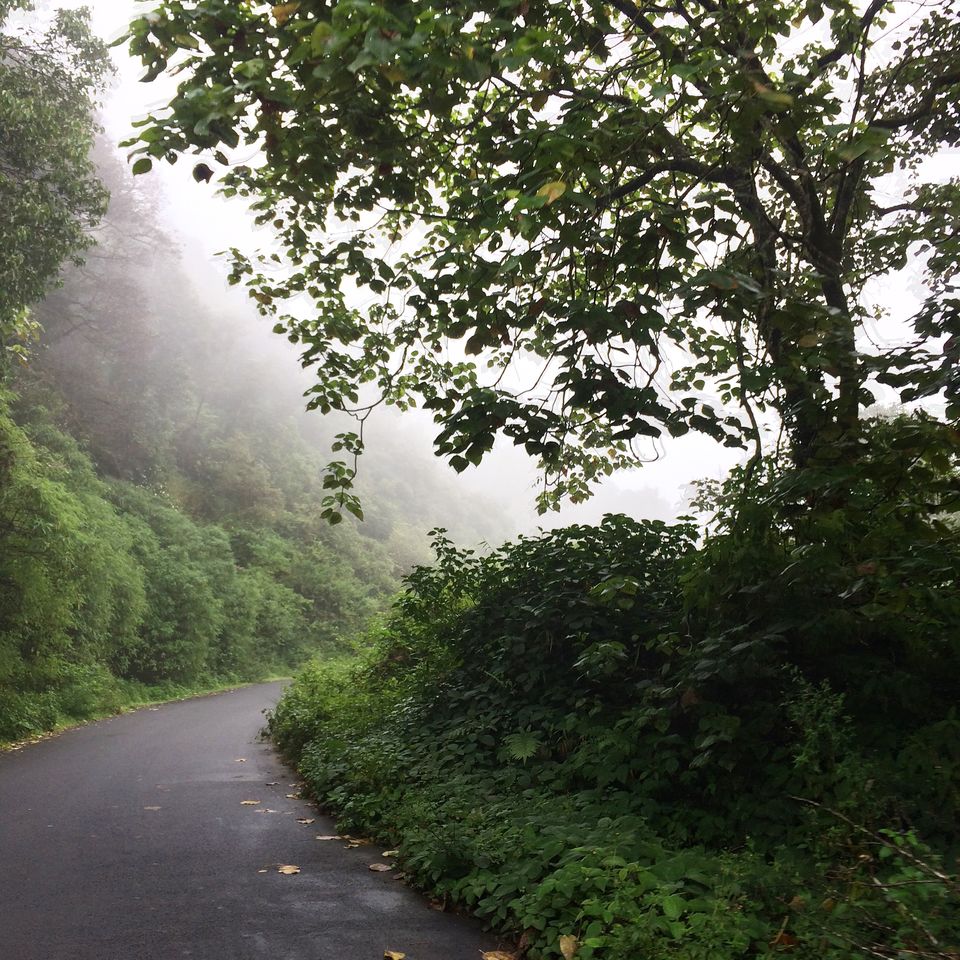 Photo of What They Don't Tell You About Coorg! by shruti badyal