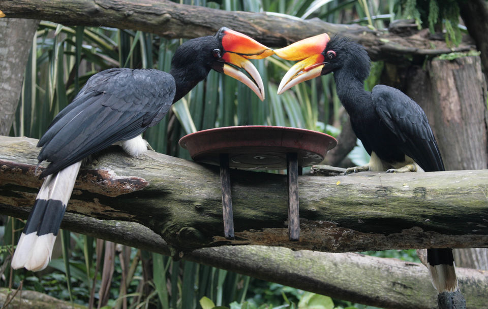Photo of An essential guide to bird-watching in Malaysia 1/3 by Dinesh Kumar
