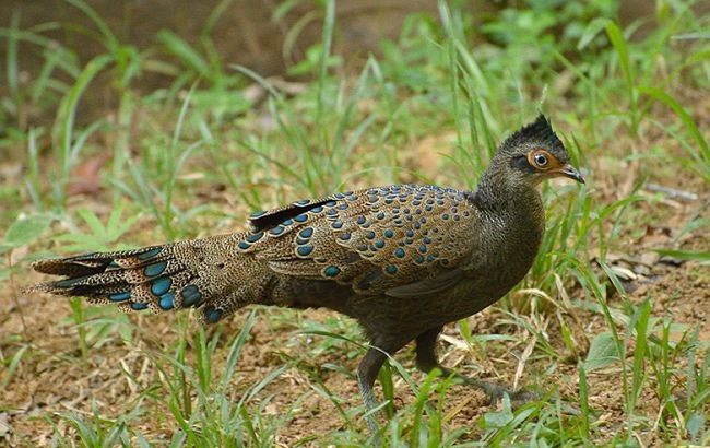 Photo of An essential guide to bird-watching in Malaysia 2/3 by Dinesh Kumar
