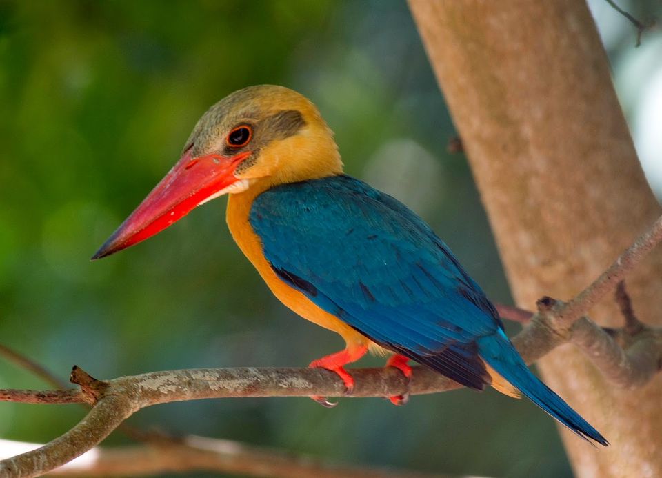 Photo of An essential guide to bird-watching in Malaysia 3/3 by Dinesh Kumar