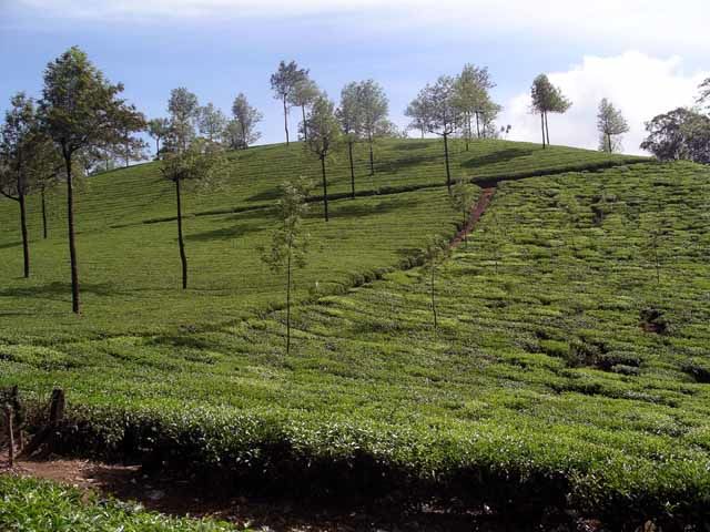 Photo of Munnar, Kerala, India by Nymisha Reddy