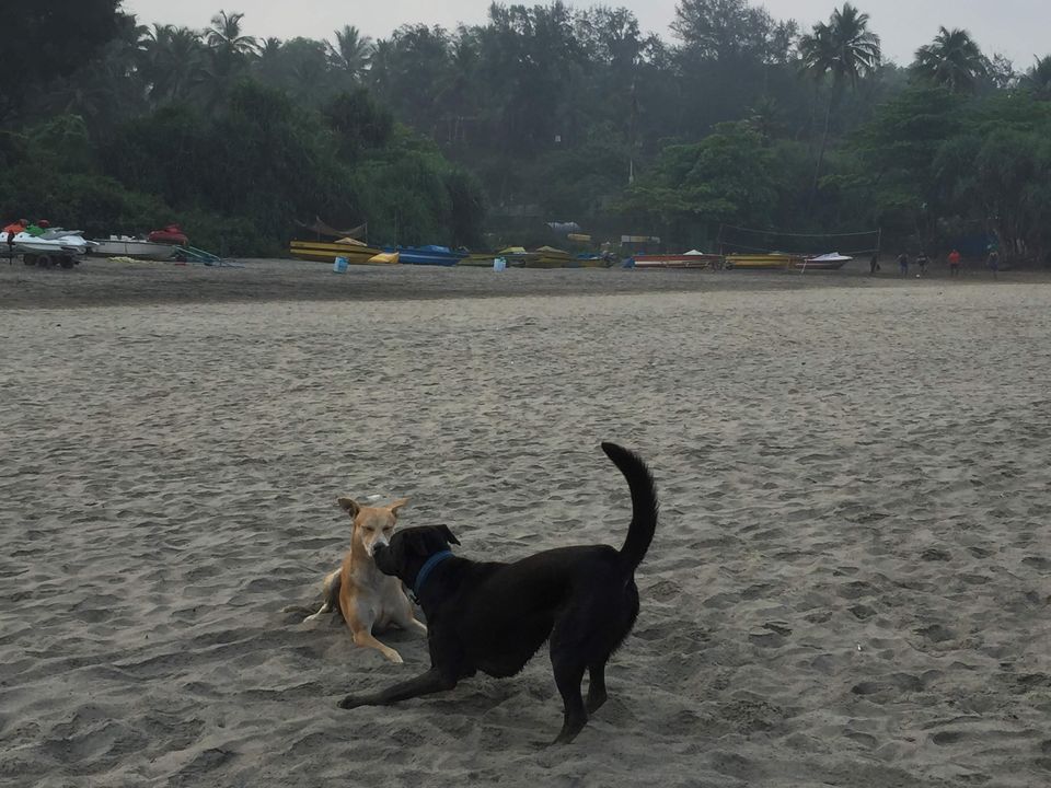 Photo of Adventures of Abacus – The furry-feet traveler #travelwithpets 12/19 by SalSafarnama