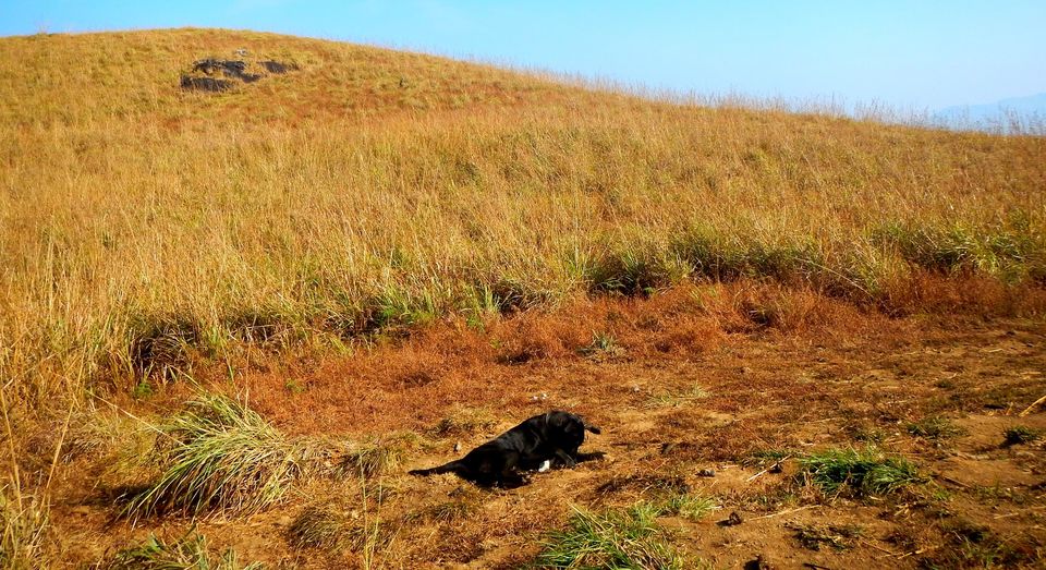 Photo of Adventures of Abacus – The furry-feet traveler #travelwithpets 18/19 by SalSafarnama