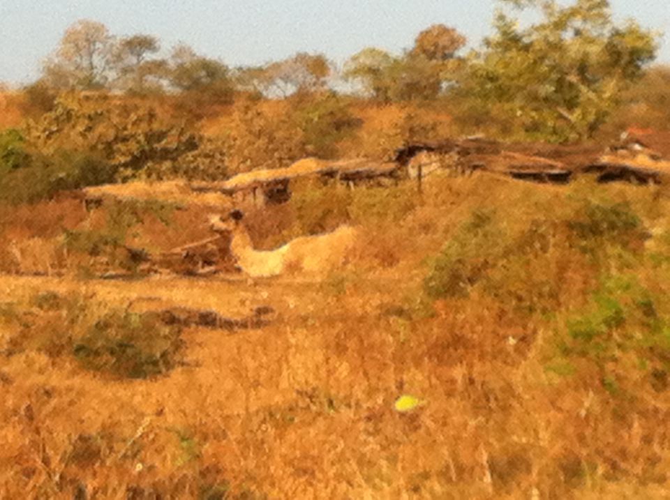 Photo of Gir National Park, Gujarat, India by Arushi Dutt