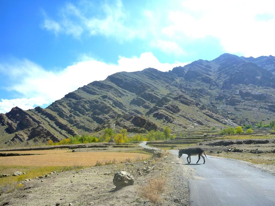 Photo of Thikse Monastery, Leh by rysha hamza
