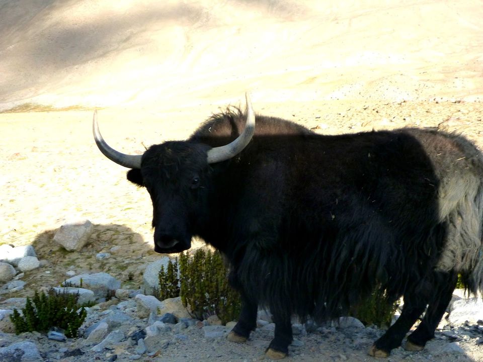 Photo of A Roadtrip to Ladakh - Part 3 by rysha hamza