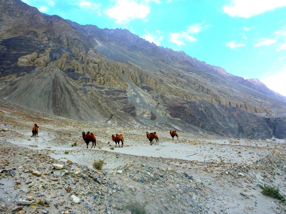 Photo of Nubra Valley by rysha hamza